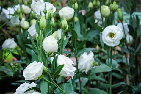 鈴鐺花花語|桔梗花語總解析 